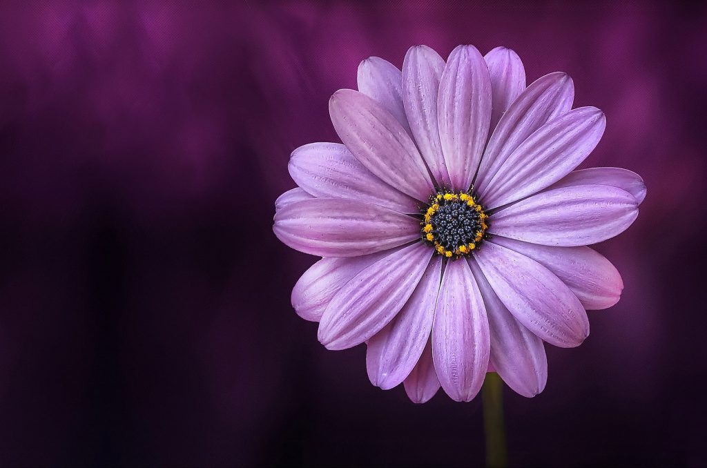 EMDR Therapy Flower Image