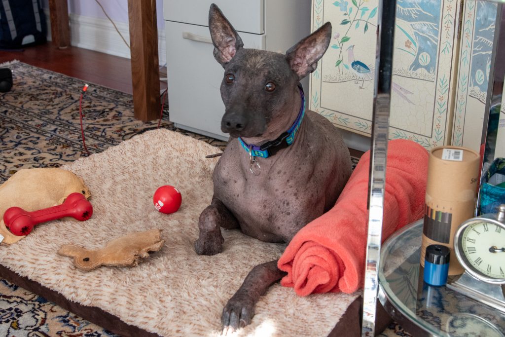 Photo of Chaman the therapy dog